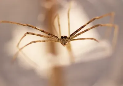 ogre-faced spider Deinopis spinosa metatarsal trichobothria evolution senses hearing vibration sound